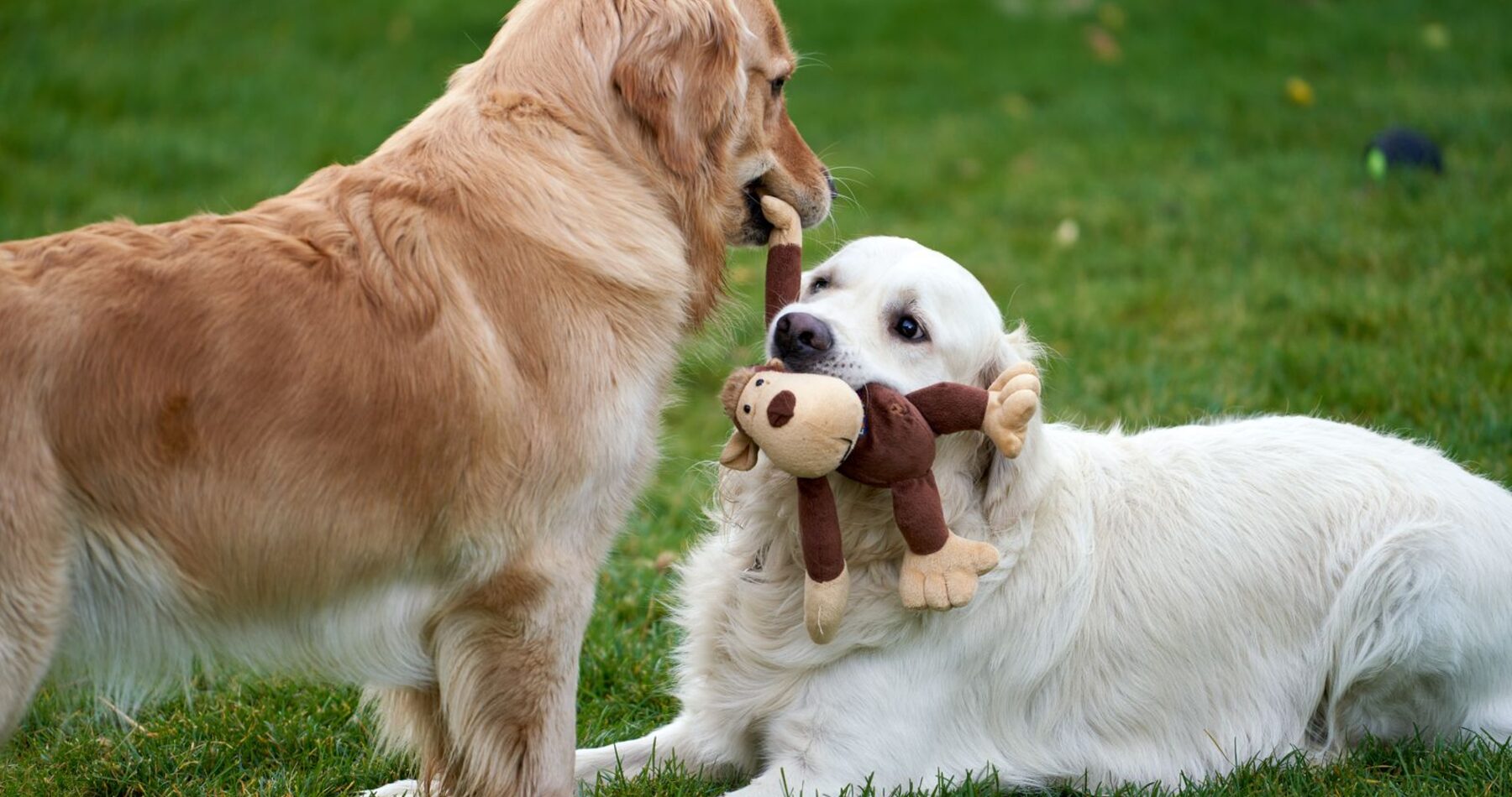 Two golden retrievers sharing a plush toy on grass
